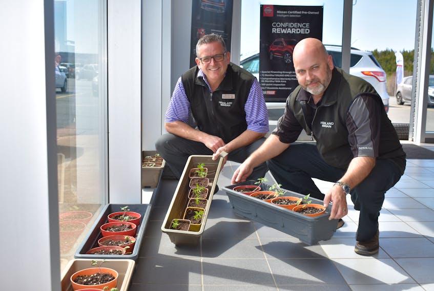 Mike MacLean and Colin MacEachern with Highland Nissan display a number of sprouting plants flourishing in the sunlight shining through the Westville auto dealership’s windows.