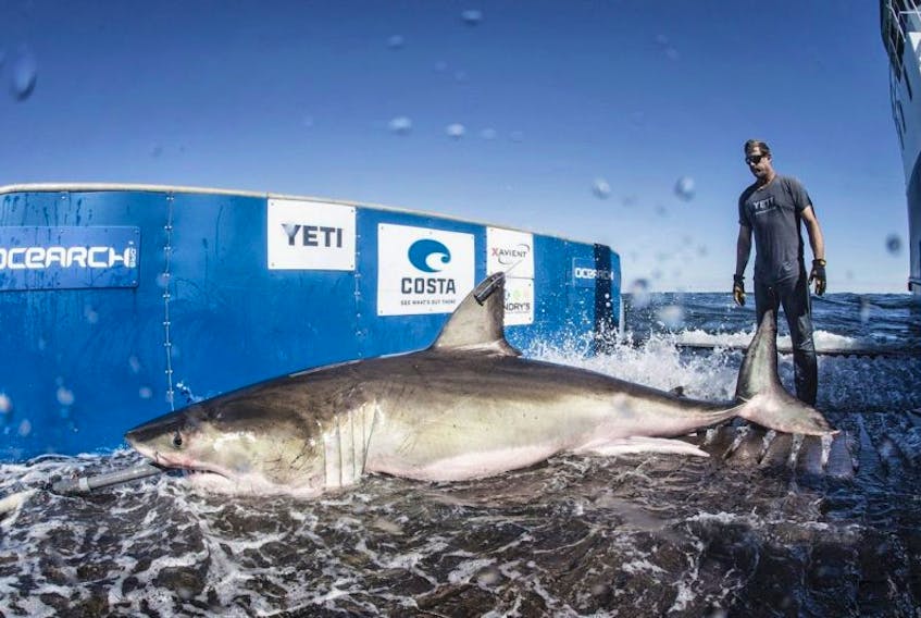 Hilton the Great White Shark is shown on the deck of a research ship.  Robert Snow  OCEARCH
