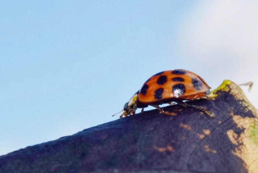 This is one of many ladybeetles that has been calling Pictou County home lately.