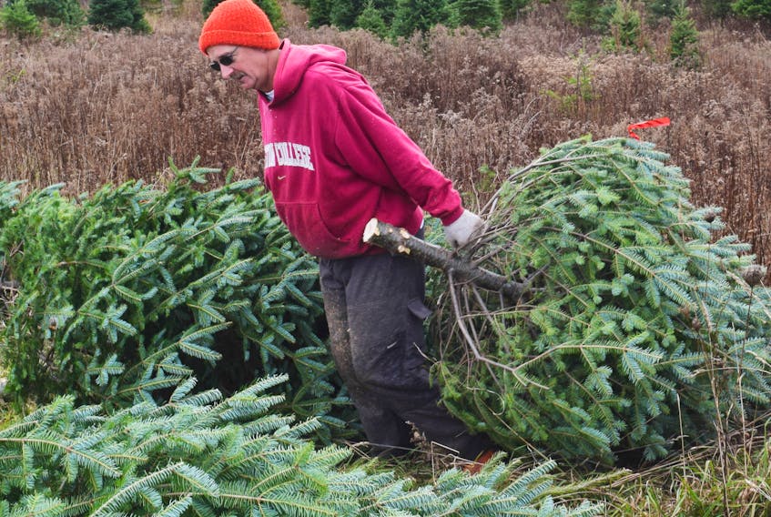 Glenn Smeltzer was moves out Christmas trees earlier this week at MacLeod’s Christmas Tree Farm.