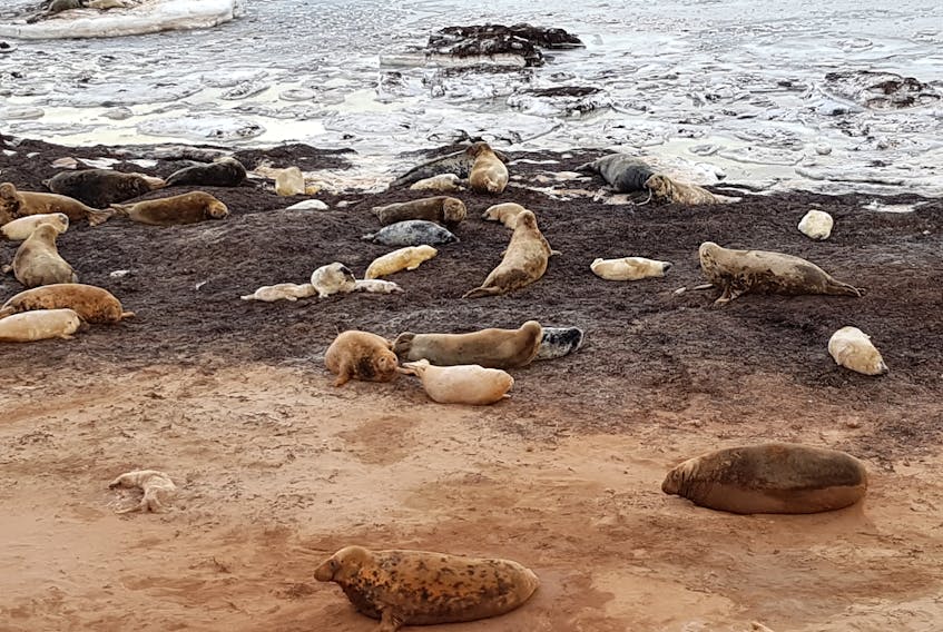 Grey seals pupped on Pictou Island again this winter. About 4,000 seals were born on the island and the majority have now moved in search of food. SUBMITTED COURTESY OF DFO