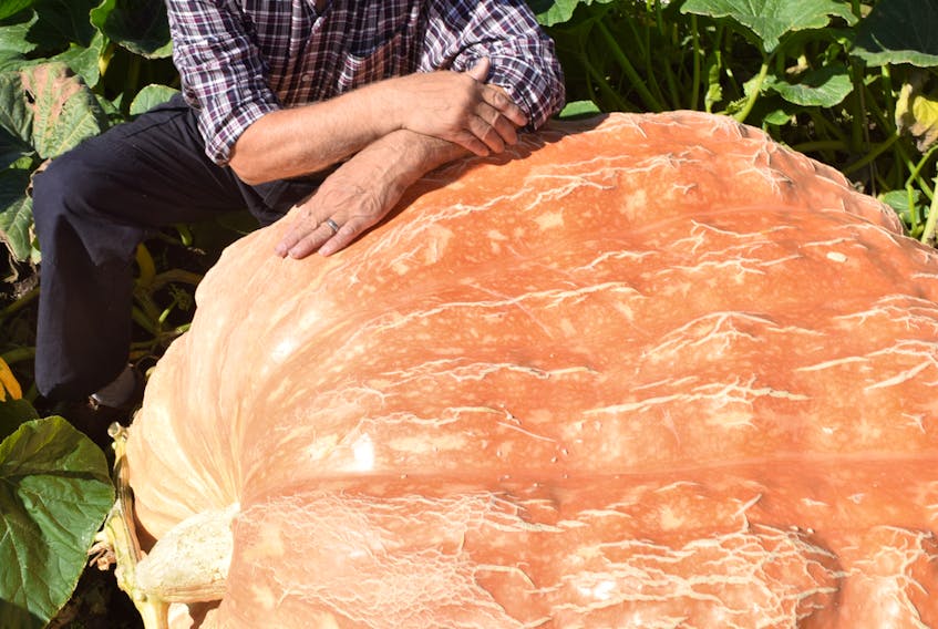 Tom Dudka with one of his giant pumpkins. This one might break the 1,000-pound barrier when it’s weighed on Sept. 29 at the Windsor-West Hants Pumpkin Weigh-off.