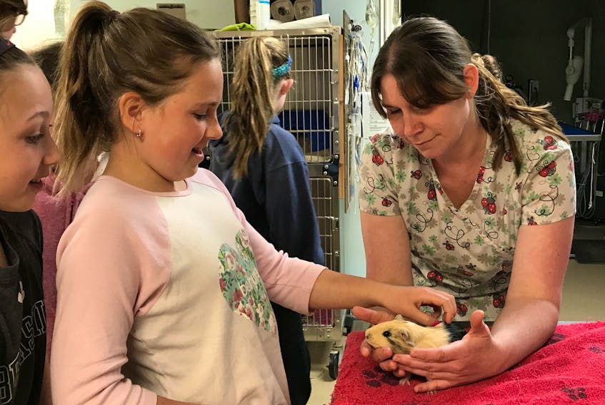 Kiera Sims pets a guinea pig during a tour of the East River Animal Hospital by  Grade 5 students from A.G. Baillie Memorial School.