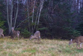 Deer – seen here last week – often graze in a location on the edge of New Glasgow on Abercrombie Road.