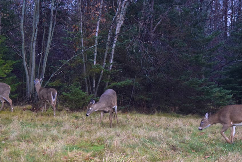 Deer – seen here last week – often graze in a location on the edge of New Glasgow on Abercrombie Road.