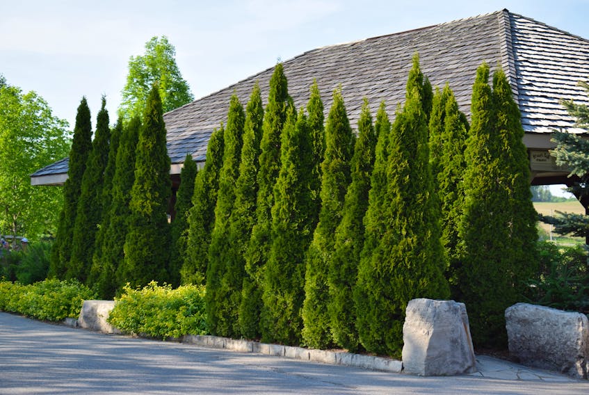 A row of cedars can go a long way in providing privacy.