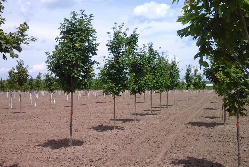 A tree farm. Trees and other green life perform benefits a lot of people don’t notice.