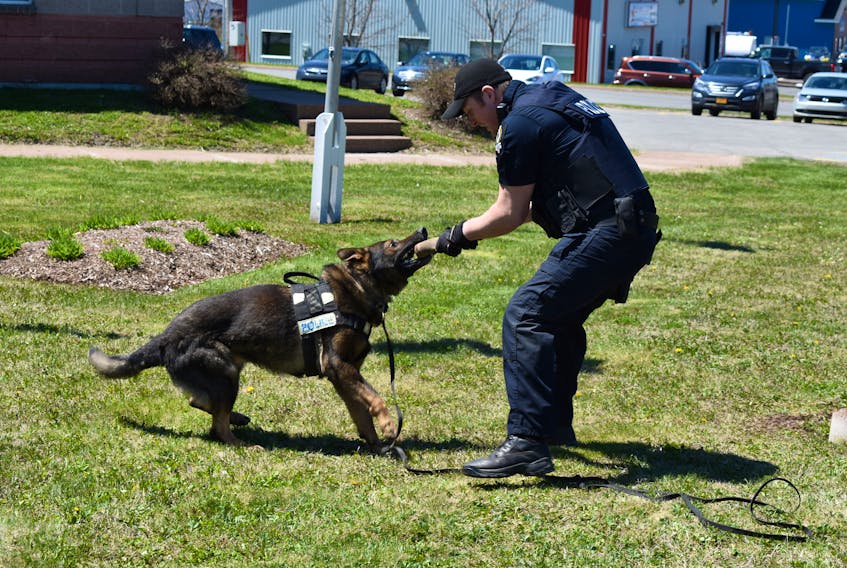 Bandit shows off some his skills, playing with Const. Donnie Wadden outside the office of the New Glasgow Regional Police.