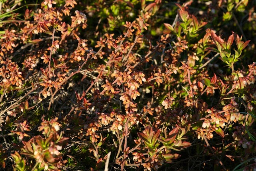 Wilted blossoms resulted from frosts that extended late into the spring, as shown at a blueberry farm in the Pictou County area.