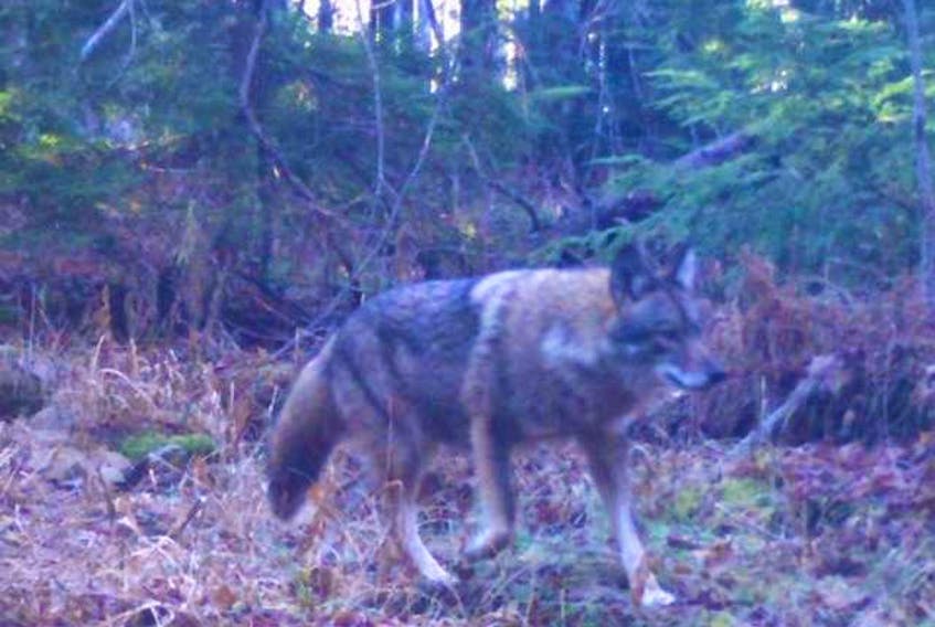 The Coyote found near Caribou.