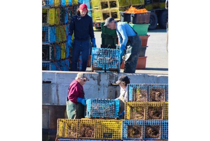 The Nichol family of Three Brooks was hard at work Thursday morning removing lobster traps from the Northumberland Strait to shore. From the left, Danny and Billy Nichol, in the boat, hand the traps off to Spencer, top left, and Scotty on the last day of the fishing season for Area 26A. Overall, reports are that the season was better than average for local fishermen.