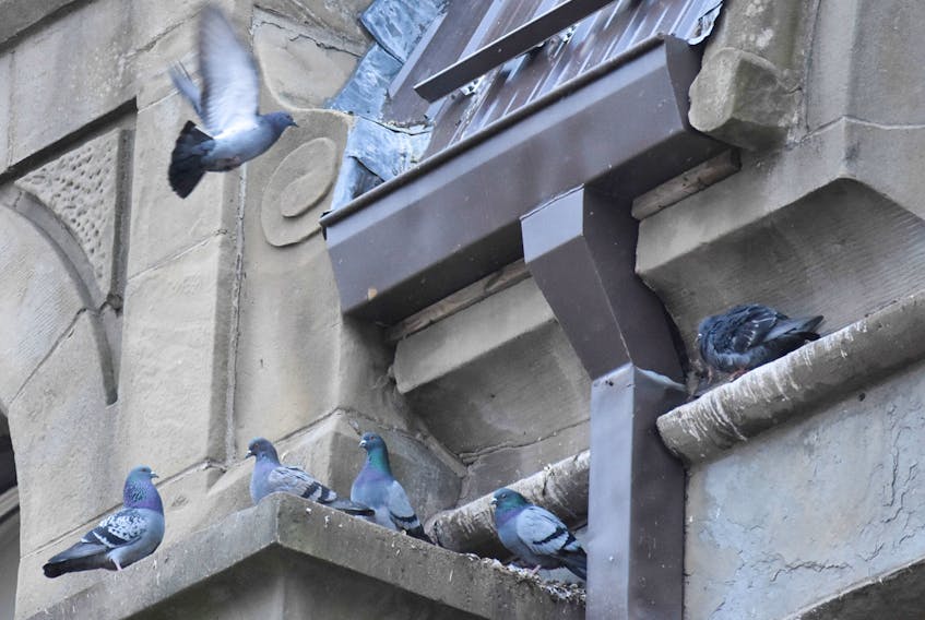The Town of New Glasgow is taking steps to address an overpopulation of pigeons in the downtown core.