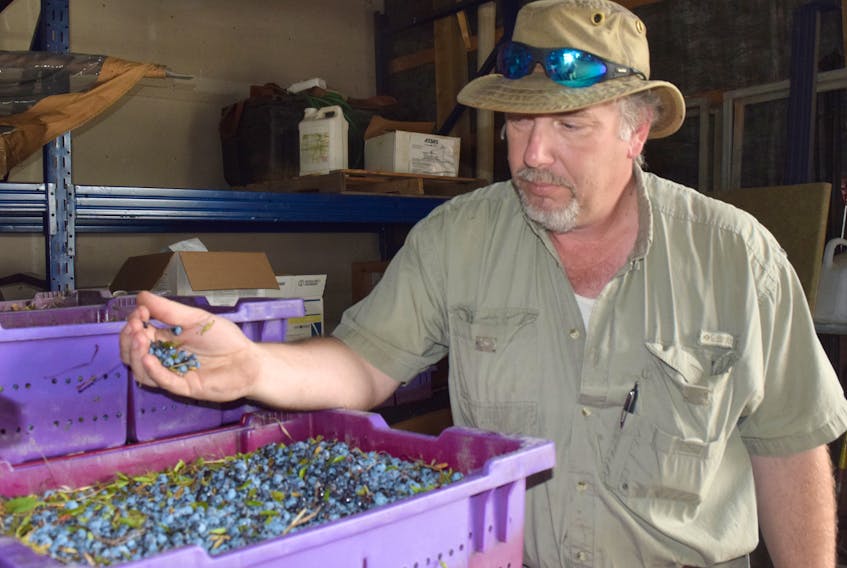 John Cameron with a recent harvest of wild blueberries.