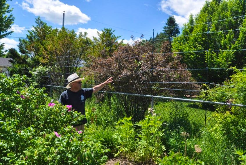 Roy Beck has built an approximately nine-foot-high fence to keep the deer from eating his garden in New Glasgow.