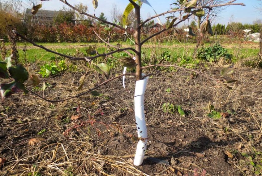 A spiral guard for young fruit trees, available at nurseries and many hardware stores.