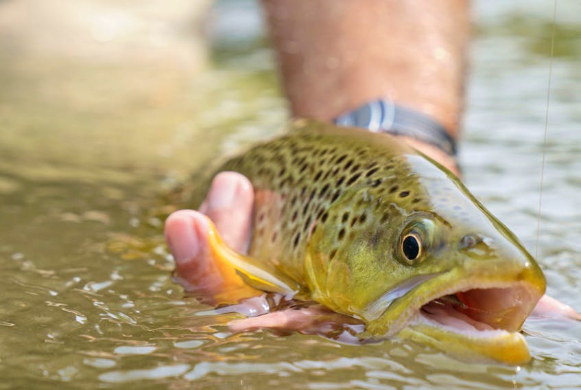 Brown trout like to lie low during the day and can become extremely active at night.