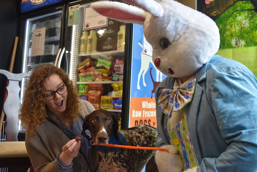 Taylor Martell and Georgia the GermaM shorthaired pointer get ready for a photo with the Easter Bunny at Global Pet Foods. The CARMA fundraiser is on until 3 p.m. on April 20.