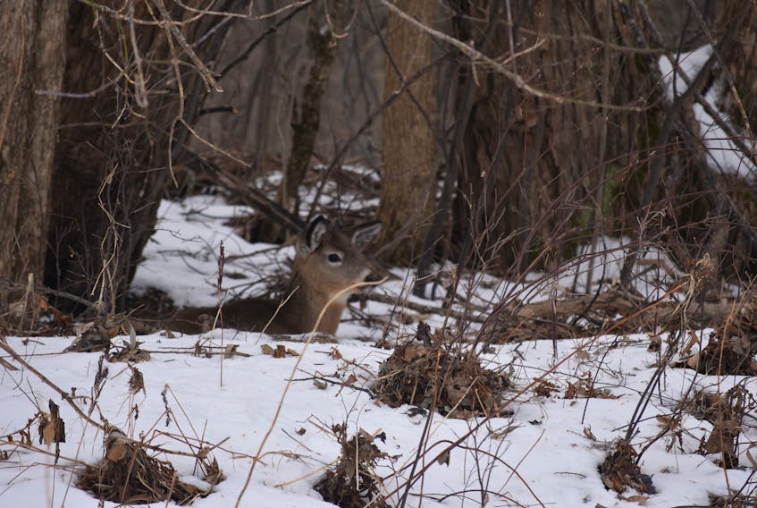 A deer recovers on the riverbank after falling through the East River