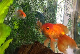 Joan Brown’s goldfish live in comfort after a long journey from their breeding grounds.