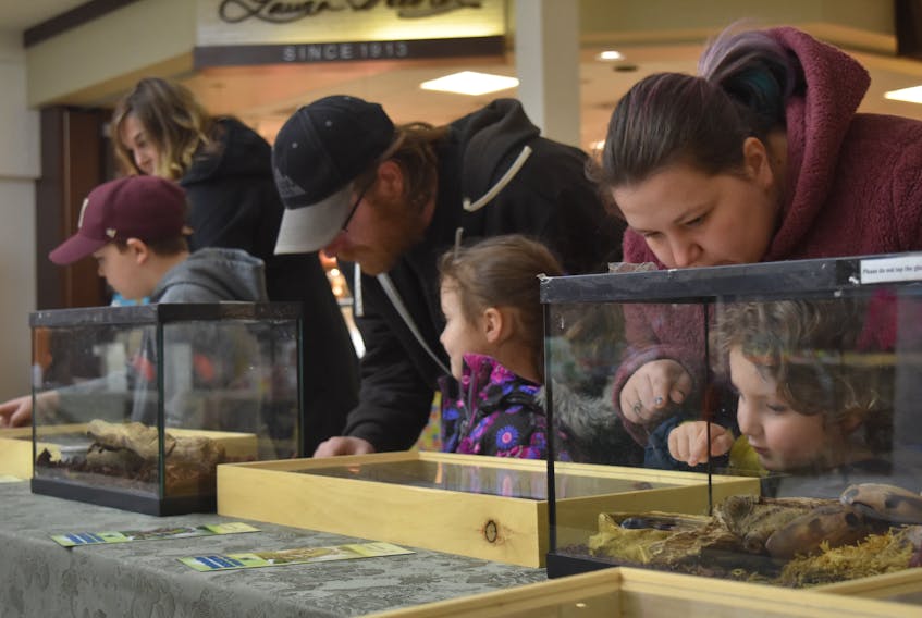 Jasper and Evelyn Dillman were checking out scorpions and tarantulas in the Highland Square Mall with their parents Leyara Dillman and Steven MacGillivray on March 19.