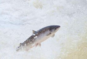 Atlantic salmon - Atlantic Salmon Federation photo