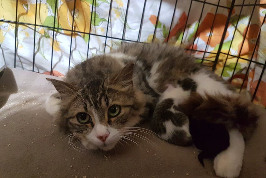 After less than 48 hours in care, this cat, named Vicky by her rescuers at In Memory of Shadow, gave birth to two kittens. Homes are desperately needed for the cats cared for by the group. Image courtesy Facebook