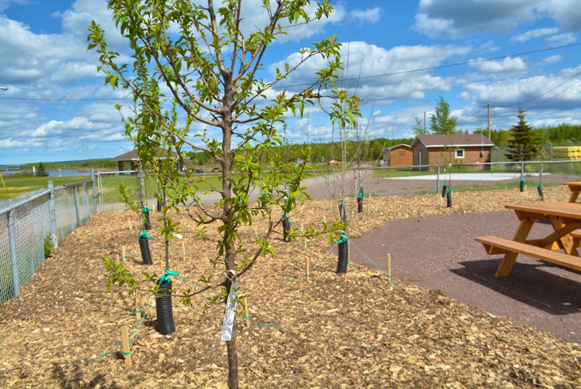 These fruit trees in Bishop’s Falls were planted in community garden earlier this year.