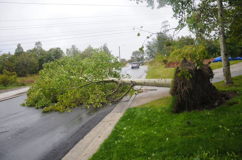 This tree that fell across East Valley Road in Corner Brook around midday Sunday left the road closed to traffic until it could be cleaned up. - Gary Kean/ The Western Star