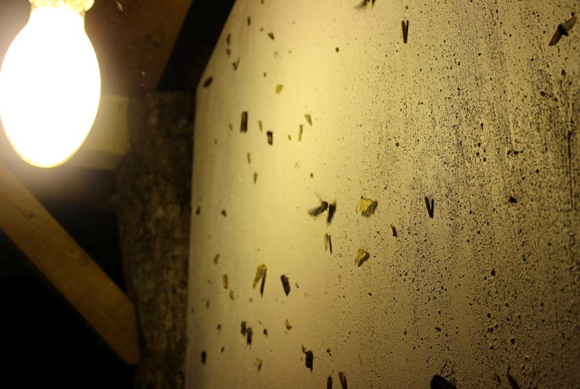 Moth walls like this one use lights and a lightly coloured sheet to attract the winged bugs so they can be viewed and identified.