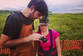 Dr. Paul Ledger and Dr. Veronique Forbes of Memorial University examine some of the cultural material they discovered at L'Anse aux Meadows last summer. Photo courtesy of Linus Girdland-Flink