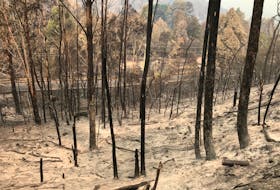 Blackened trees and ash are seen in a wooded area around Lithgow, Australia, just one of many areas of the country that have been hit by bush fires.