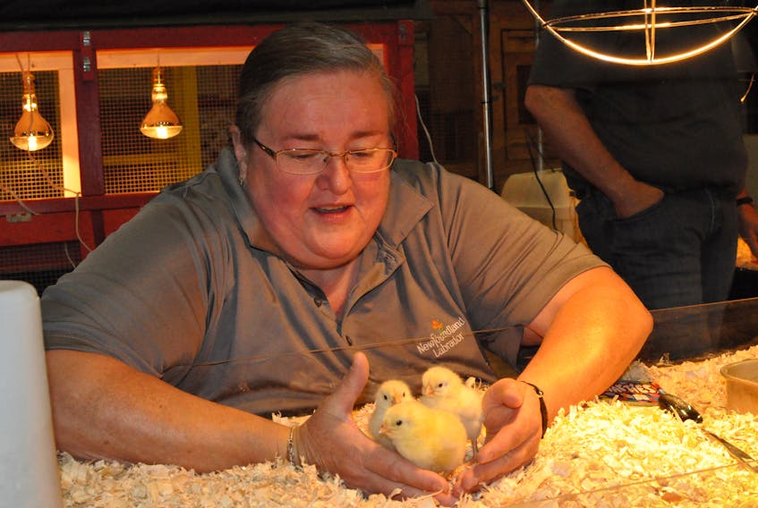 Carolanne Walsh, an industry development officer for poultry with the Department of Fisheries and Land Resources, gets a few chicks ready for showing at the Agriculture Expo that starts at the Corner Brook civic centre Friday.
