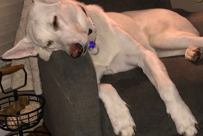 Winter, a large white female German Shepherd dog has gone missing and the Southwest Coast SPCA is looking for information on where she may be. CONTRIBUTED
