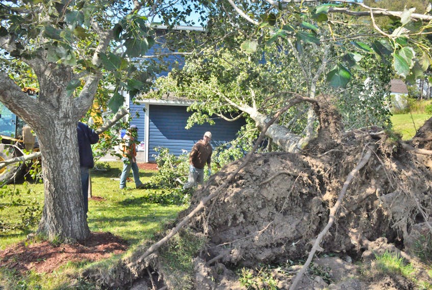 Employees of Precision Enterprises in Stephenville work on an uprooted tree at Stephen and Bev Brown’s home that had fallen on the roof of their garage. FRANK GALE/THE WESTERN STAR