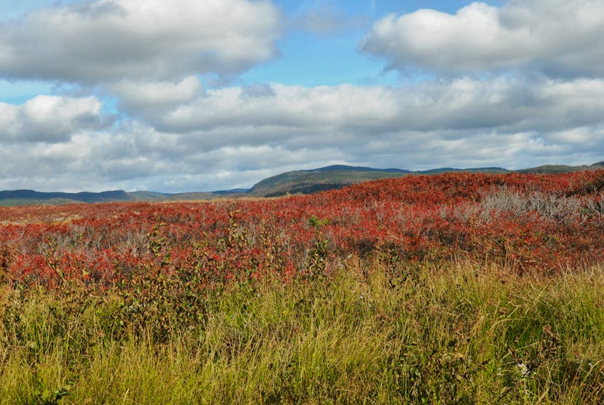 Red is certainly one of the colours of fall and it is quite prevalent on the bogs on both sides of Roxon Way (Route 490) on the Stephenville side of Indian Head. Here, a knoll on one of the bogs makes a beautiful fall scene with mountains, including Crash Hill, in the background. FRANK GALE/THE WESTERN STAR