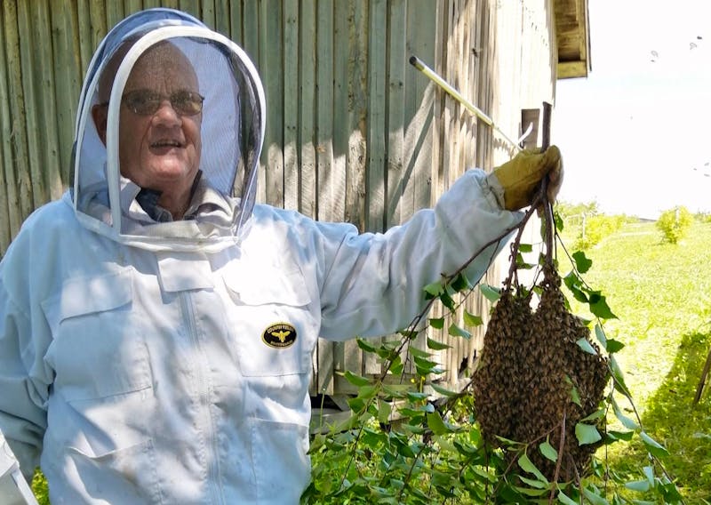 Lee Harvey, co-owner of the Cormack Bee Company, was successful in getting this swarm of honey bees back into a hive in 2019. About a week ago, another colony of bees went missing after forming a swarm and the company is asking people to be on the lookout for them.