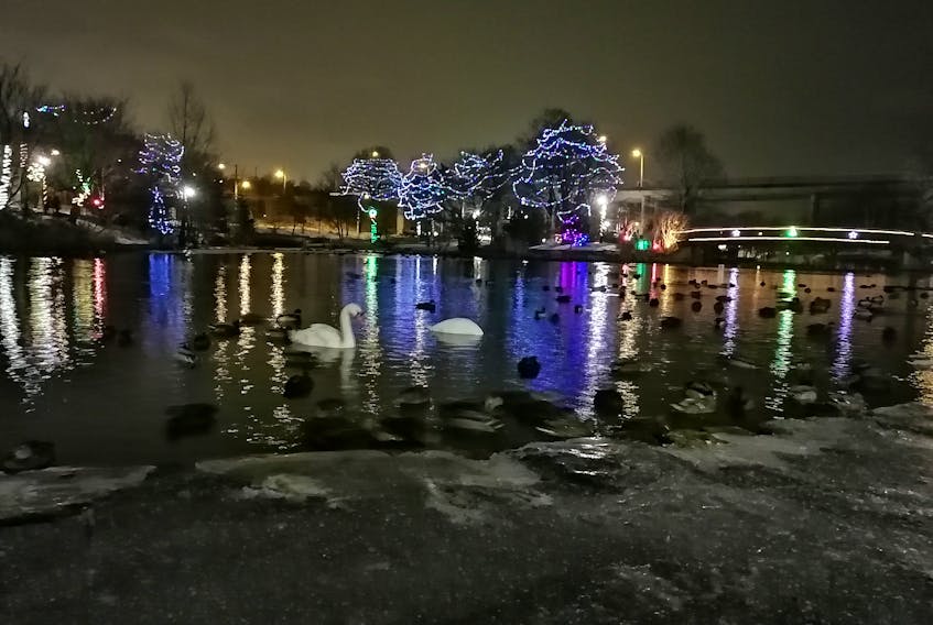 That water must be cold, but the fowl at the duck pond in Bowering Park don’t seem to mind.  I wonder if they are enjoying the lovely display of Christmas lights as much as the passers-by? Gary Mitchell did a wonderful job of sharing Christmas wishes from St. John’s NL with everyone across Atlantic Canada.