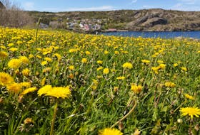 Gary Mitchell of St. John’s, N.L., submitted this cheery photo, calling it “Mellow Yellow Day In Brigus”.