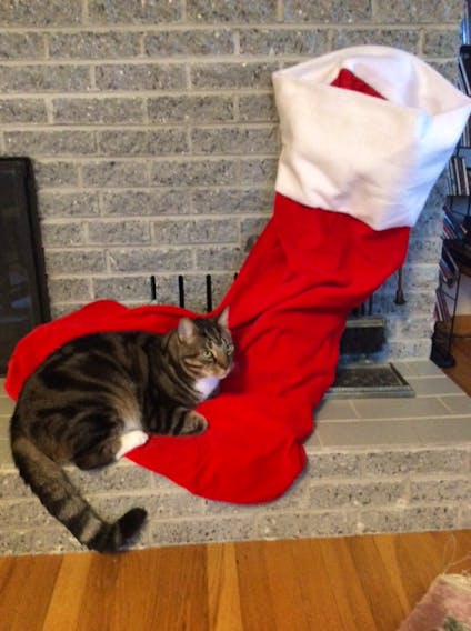 Gayle Garber sent this adorable photo from Upper Gullies, N.L. She wrote, "Stewart fears a giant mouse will jump out of his stocking and he won’t have room for turkey." Hopefully, Santa gives Stewart a bigger stomach this Christmas.