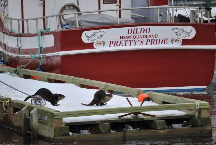Marilyn Crotty and her friend were out on a walk when she saw these playful otters at the marina in Dildo, N.L. She wrote, "We noticed the two otters playing in the water then they decided to climb up onto the wharf. They stayed around all morning. We have seen a few seals around the area as well." Thank you for sharing, Marilyn.