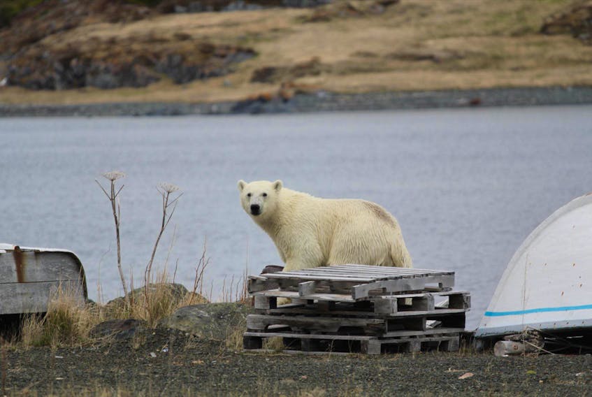 A polar bear spotted in St. Lunaire-Griquet on June 10. - Photo courtesy of Joan Blake