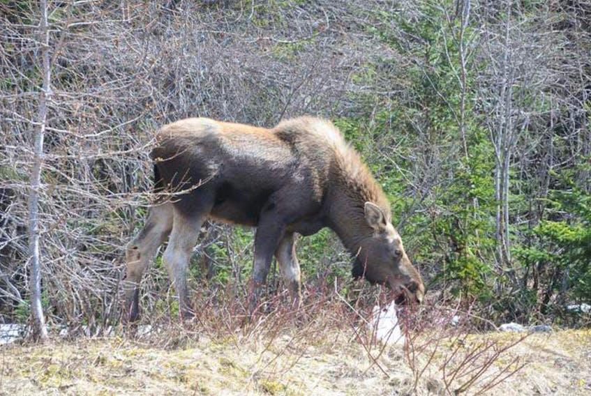 On the Northern Peninsula, there are worries that the moose population is down.- File photo