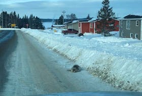 A seal sighted along a road in Roddickton-Bide Arm. - Photo courtesy of Brendon Fitzpatrick