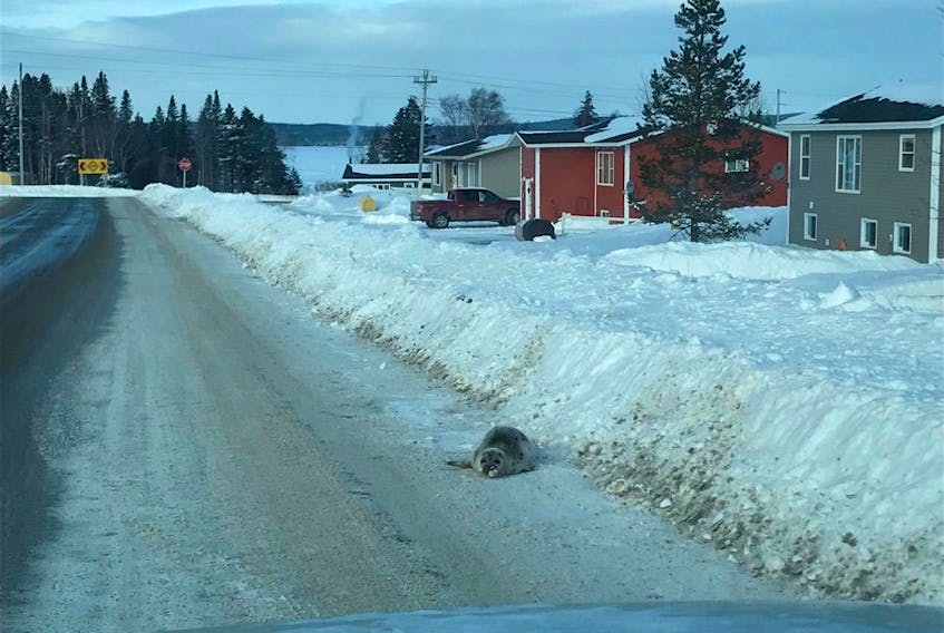 A seal sighted along a road in Roddickton-Bide Arm. - Photo courtesy of Brendon Fitzpatrick