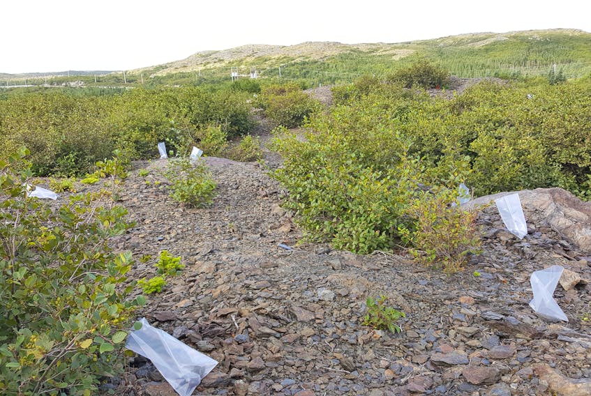 White Metal Resources Corp’s Gunners Cove Property, near Straitsview, where it first yielded quantities of gold on the Northern Peninsula. The company is continuing their research in the area. - Submitted
