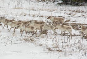 Caribou on the Great Northern Peninsula. The animal will be reintroduced to the Grey Islands located off the eastern side of the peninsula.