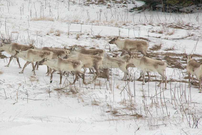 Caribou on the Great Northern Peninsula. The animal will be reintroduced to the Grey Islands located off the eastern side of the peninsula.