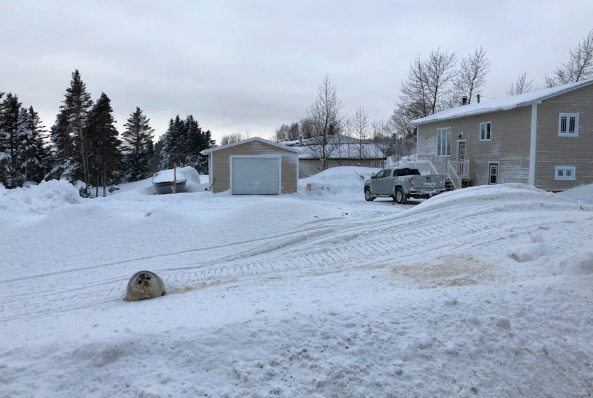 A seal rests in front of a home on a snowmobile path in Roddickton-Bide Arm.
Photo courtesy of Patricia Fitzpatrick