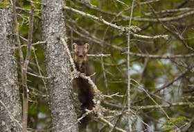 The Newfoundland marten is recovering in Gros Morne National Park, up from a handful of animals in the early 2000s to between 25 and 35 today.
