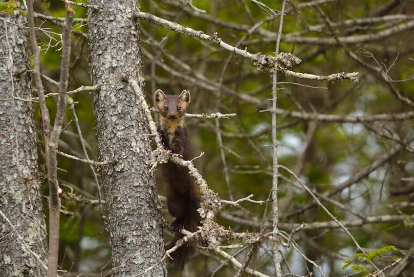 The Newfoundland marten is recovering in Gros Morne National Park, up from a handful of animals in the early 2000s to between 25 and 35 today.